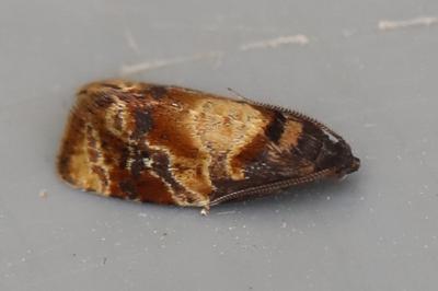 <i>Ditula angustiorana</i>