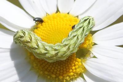 Cucullie de la Camomille 