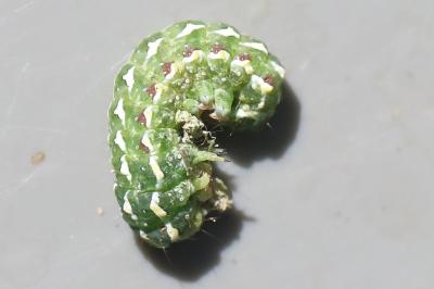 Xyline du Cyprès 