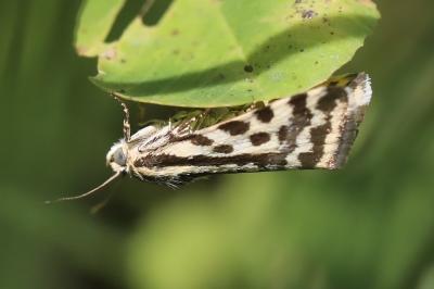 Arlequinette jaune 