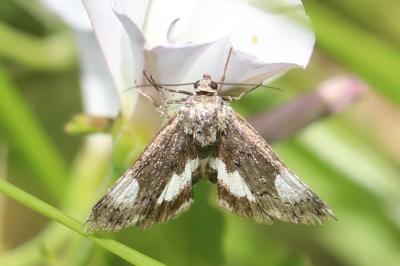 Noctuelle en deuil 