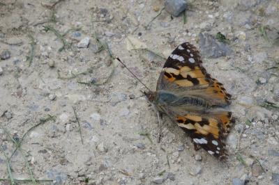 Vanesse des Chardons 