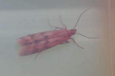 <i>Homoeosoma sinuella</i>