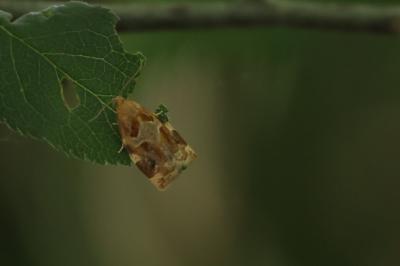 <i>Archips xylosteana</i>