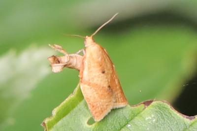 <i>Clepsis consimilana</i>