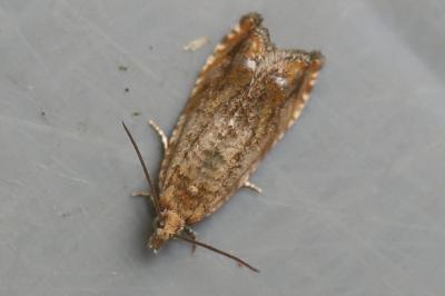 <i>Epinotia abbreviana</i>