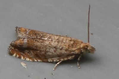 <i>Epinotia abbreviana</i>