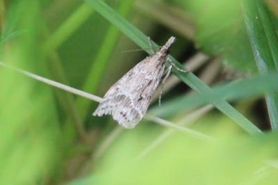 <i>Eudonia pallida</i>