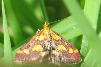 <i>Pyrausta purpuralis</i>