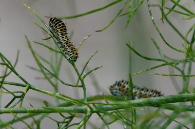 Machaon 