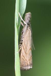 <i>Platytes cerussella</i>