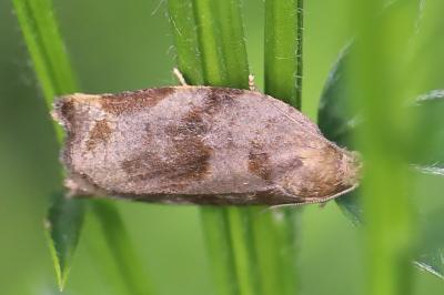 <i>Archips crataegana</i>