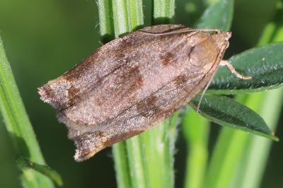 <i>Archips crataegana</i>