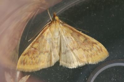<i>Ostrinia nubilalis</i>