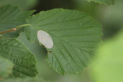 <i>Phyllonorycter coryli</i>