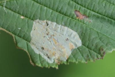 <i>Phyllonorycter coryli</i>