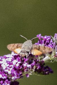 Moro-Sphinx 