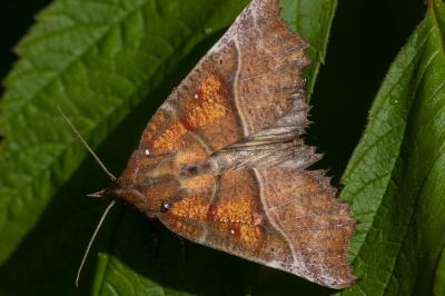 Scoliopteryx libatrix