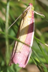 <i>Oncocera semirubella</i>