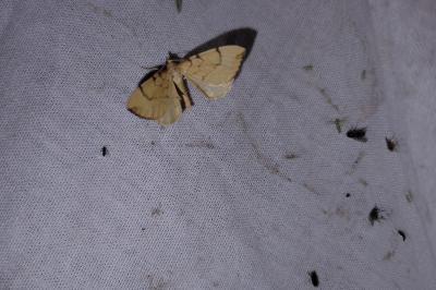 <i>Gandaritis pyraliata</i>