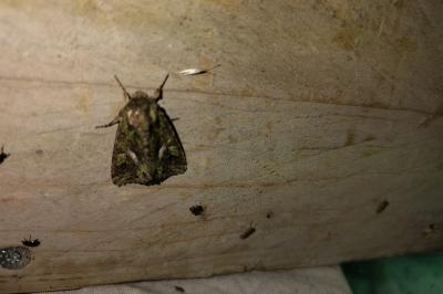 Noctuelle de l'Arroche 