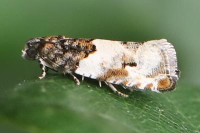 <i>Gypsonoma dealbana</i>