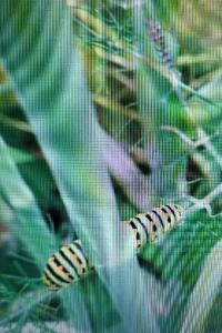 Machaon 
