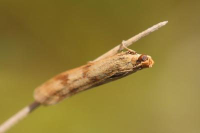 <i>Homoeosoma sinuella</i>