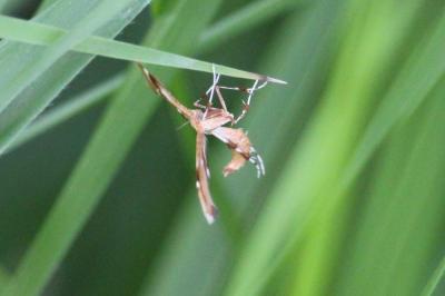 <i>Cnaemidophorus rhododactylus</i>