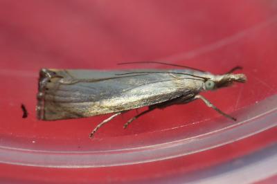 <i>Chrysoteuchia culmella</i>
