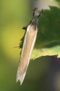 <i>Pleurota aristella</i>