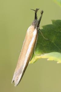 <i>Pleurota aristella</i>