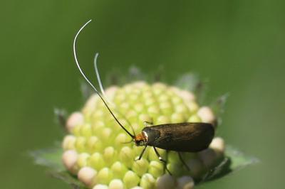 <i>Nemophora metallica</i>