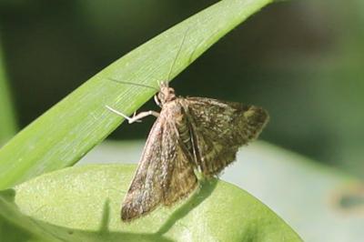 <i>Pyrausta despicata</i>