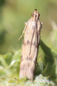 <i>Homoeosoma sinuella</i>