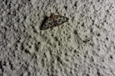 <i>Anania hortulata</i>