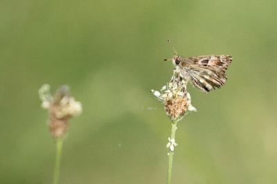 <i>Carcharodus alceae alceae</i>