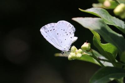 Azuré des Nerpruns 