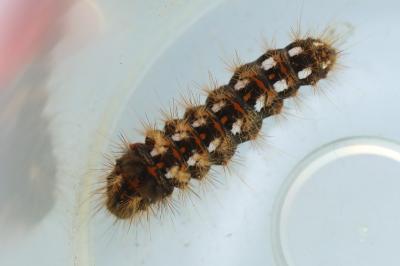 Noctuelle de la Patience 