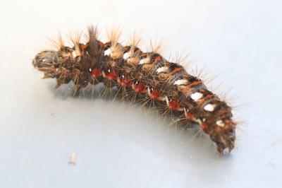 Noctuelle de la Patience 