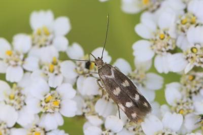 <i>Scythris scopolella</i>