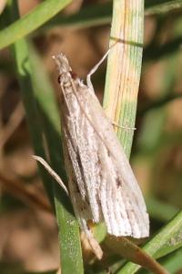 <i>Agriphila inquinatella</i>