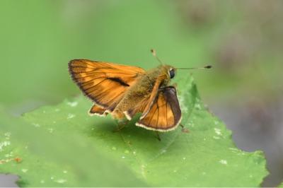 Sylvaine 