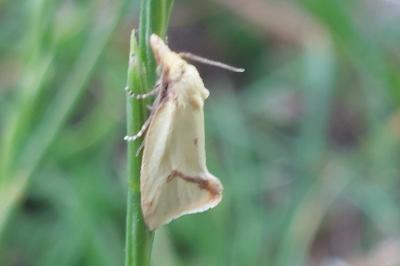 <i>Agapeta hamana</i>
