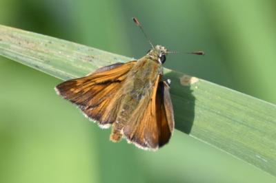 Sylvaine 