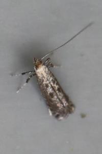 <i>Parornix</i>