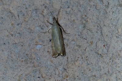<i>Chrysoteuchia culmella</i>