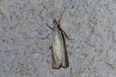 <i>Chrysoteuchia culmella</i>