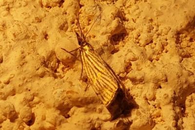 <i>Chrysocrambus linetella</i>