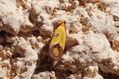 <i>Agapeta zoegana</i>